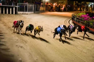 Bí Kíp Soi Kèo Đua Chó J88 Chuẩn Xác Như Chuyên Gia