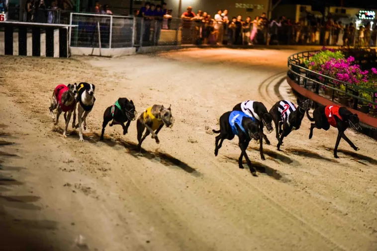 Bí Kíp Soi Kèo Đua Chó J88 Chuẩn Xác Như Chuyên Gia 1 Bí Kíp Soi Kèo Đua Chó J88 Chuẩn Xác Như Chuyên Gia