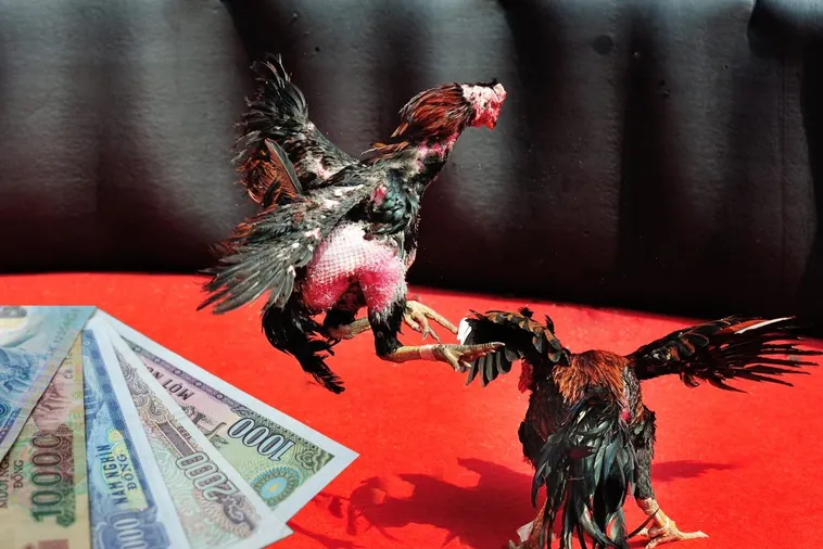 Bí Kíp Chơi Đá Gà Sabong Tại J88 Từ Cao Thủ Toàn Thắng 1 Bí Kíp Chơi Đá Gà Sabong Tại J88 Từ Cao Thủ Toàn Thắng